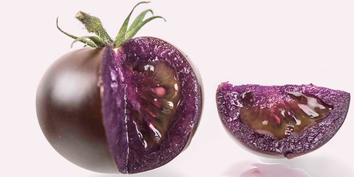 Pomodoro viola, al via la commercializzazione negli Usa